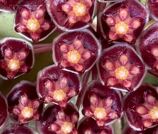 Hoya Kentiana 10 Pieces Seeds