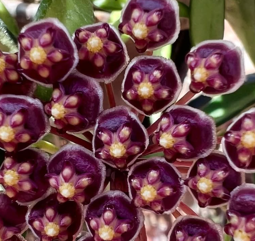 Hoya Kentiana 10 Pieces Seeds