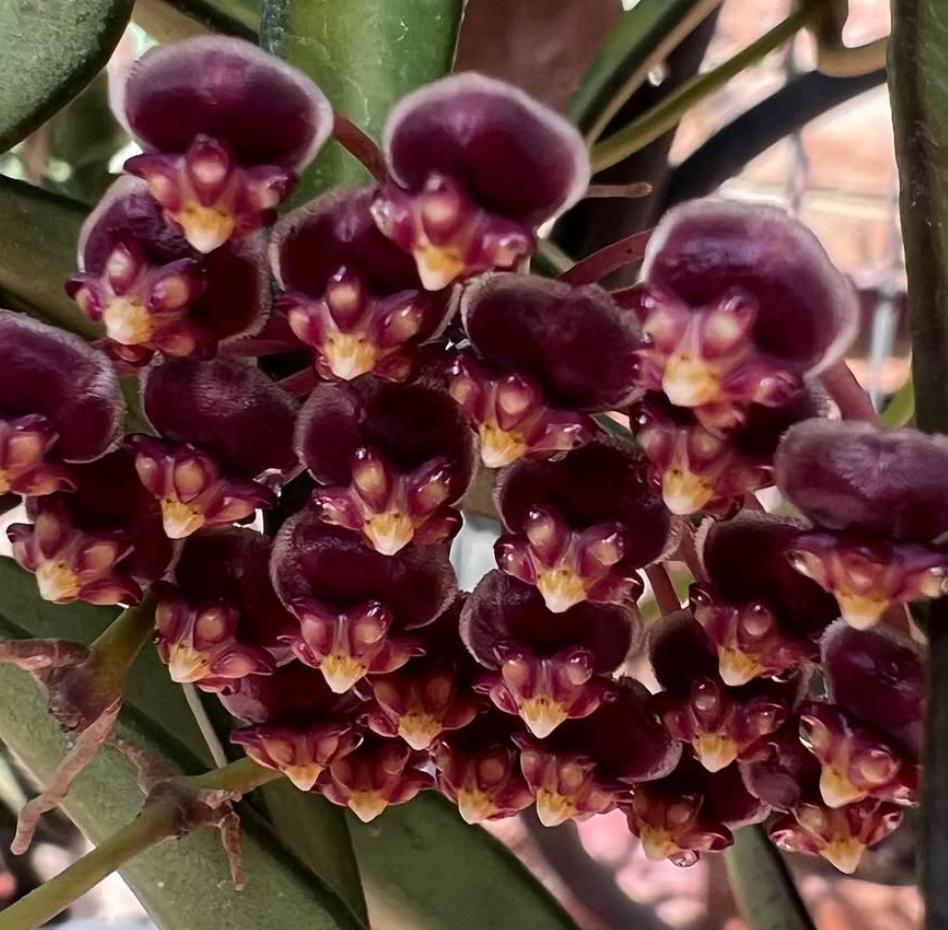 Hoya Kentiana 10 Pieces Seeds