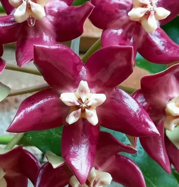 Hoya Imperialis 10 Pieces Seeds