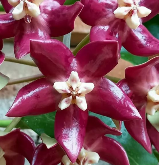 Hoya Imperialis 10 Pieces Seeds