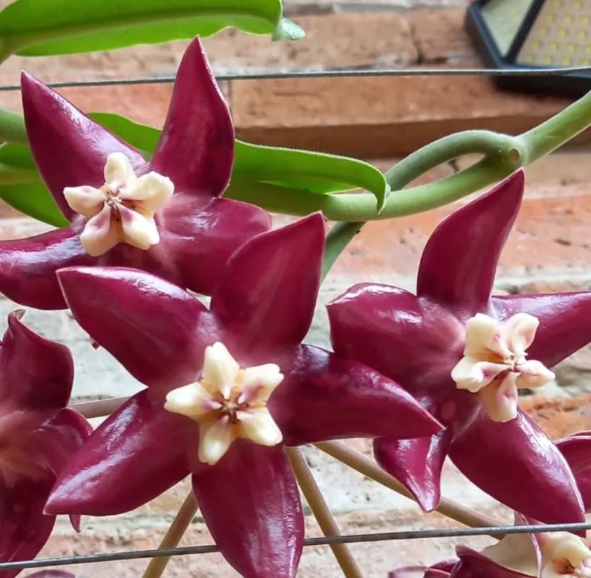 Hoya Imperialis 10 Pieces Seeds