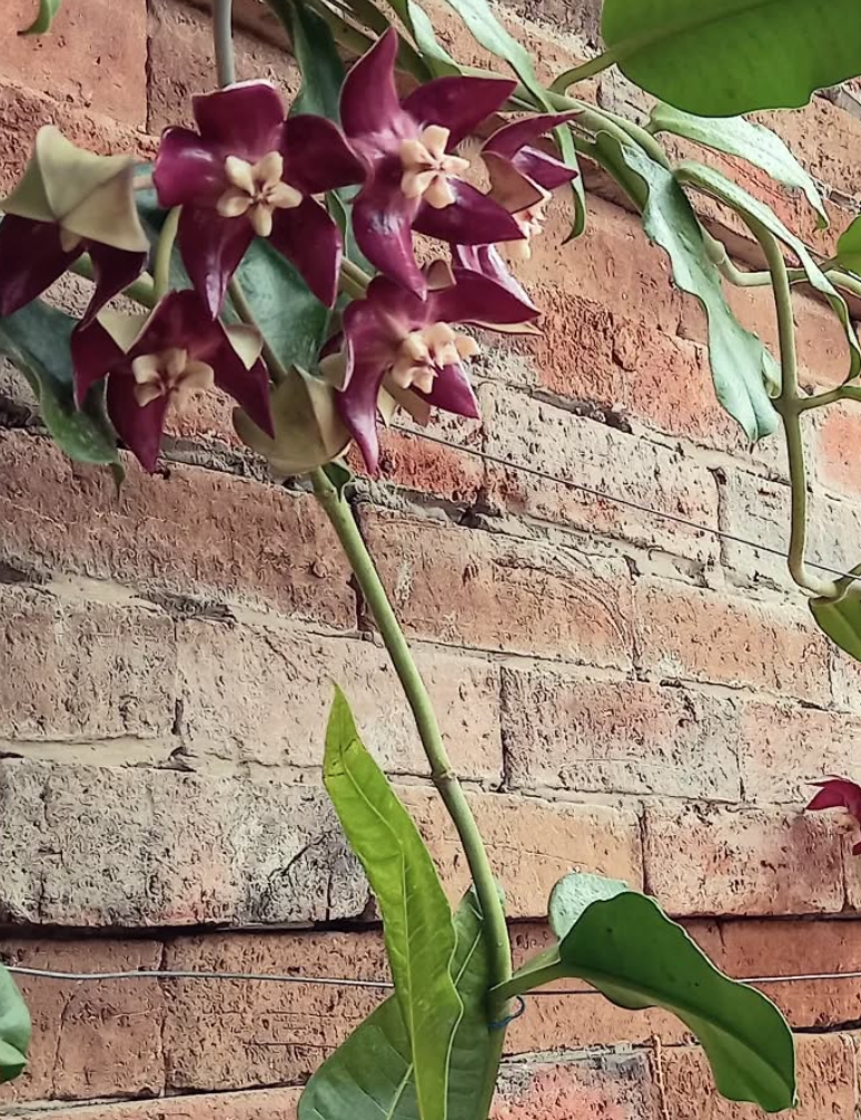 Hoya Imperialis 10 Pieces Seeds