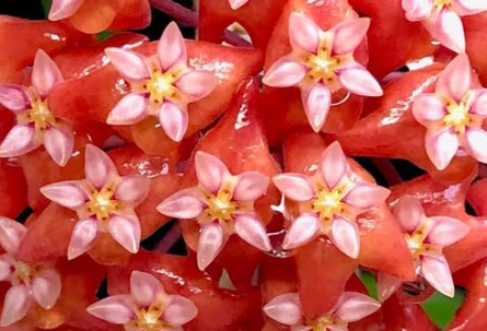 Hoya Ilagiorum 10 Pieces Seeds