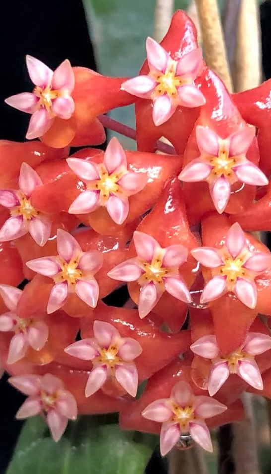 Hoya Ilagiorum 10 Pieces Seeds