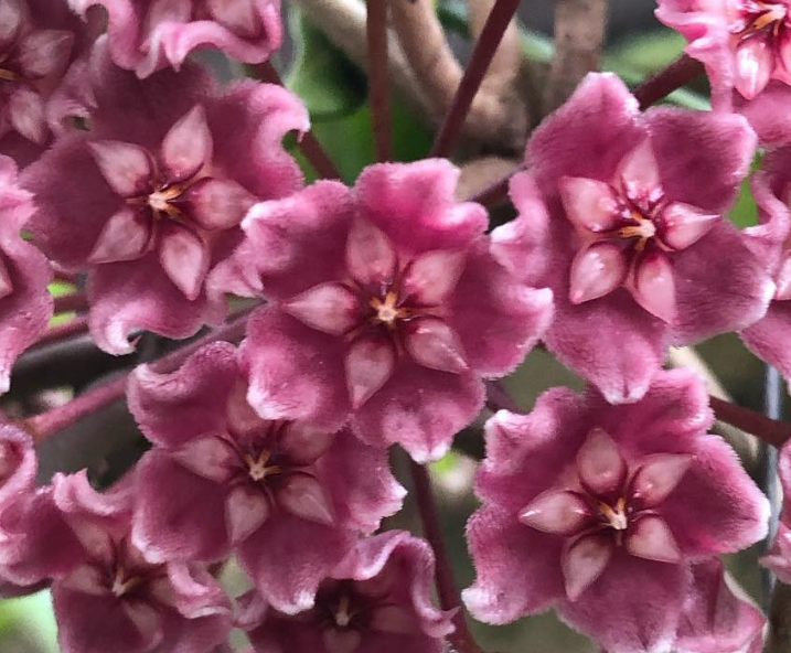 Hoya Skinneriana 10 Pieces Seeds