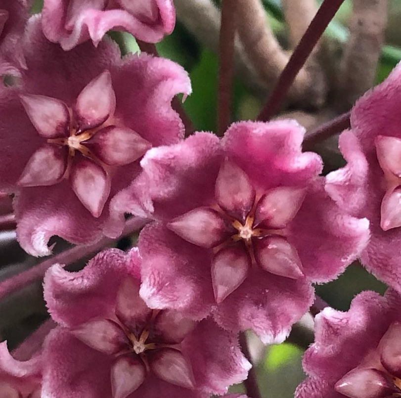 Hoya Skinneriana 10 Pieces Seeds
