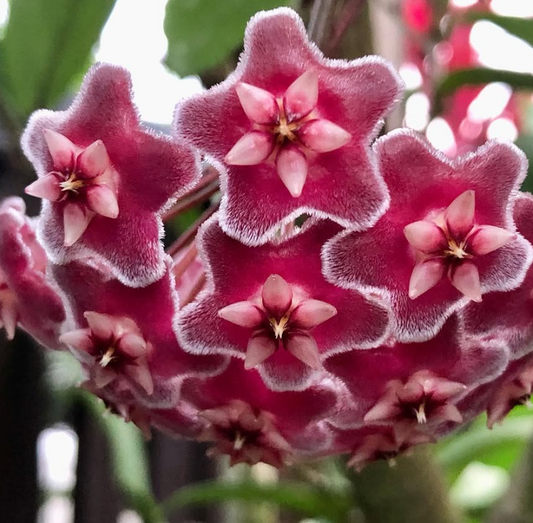 Hoya pubicalyx ‘Pink Silver’ 10 Pieces Seeds