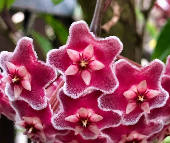 Hoya pubicalyx ‘Pink Silver’ 10 Pieces Seeds