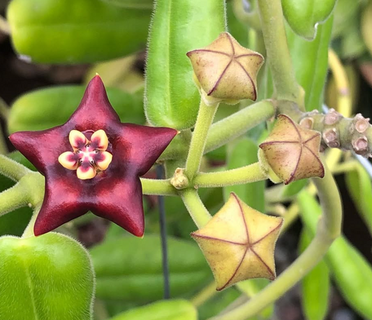 Hoya Madulidii 10 Pieces Seeds