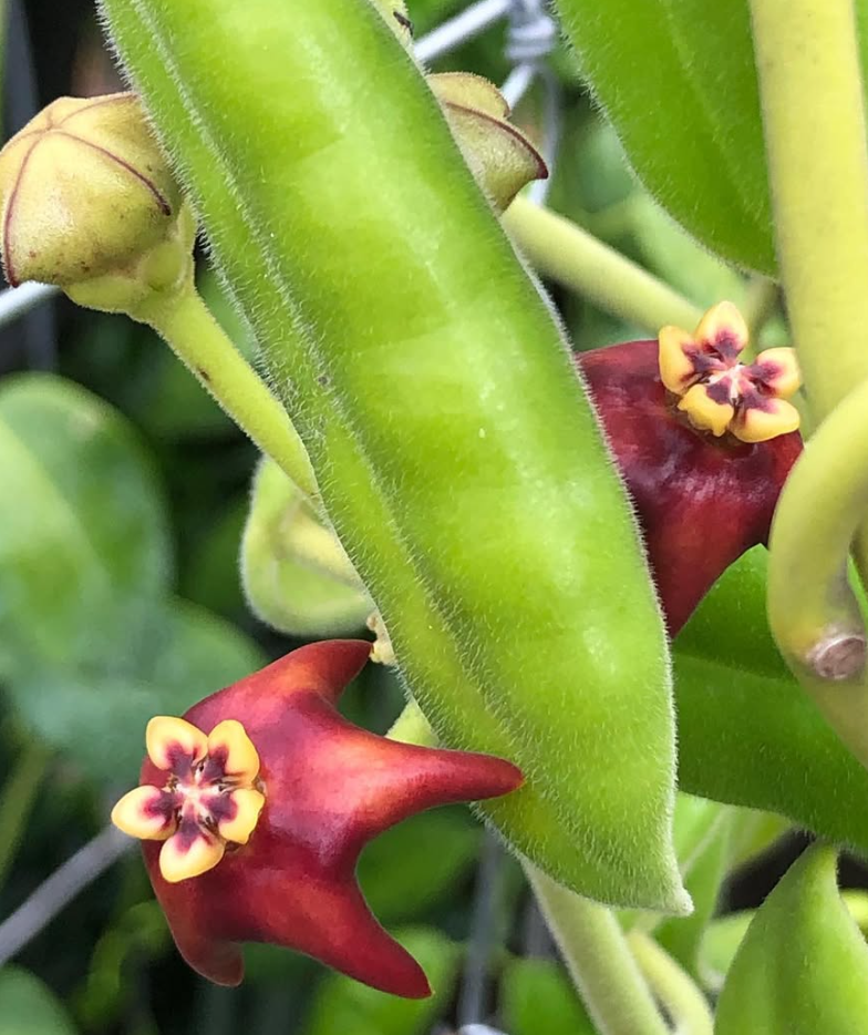 Hoya Madulidii 10 Pieces Seeds