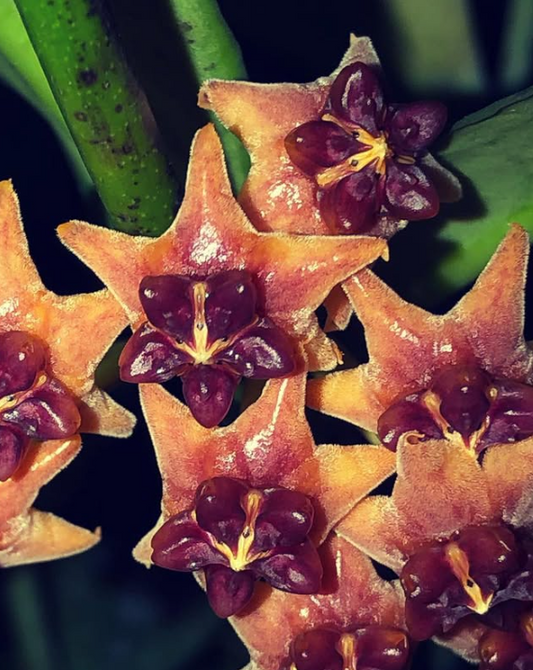 Hoya Lobbii 10 Pieces Seeds