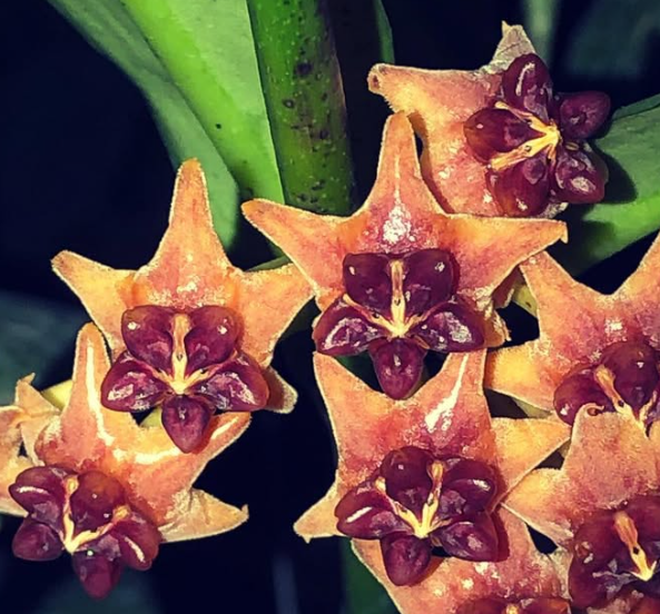 Hoya Lobbii 10 Pieces Seeds