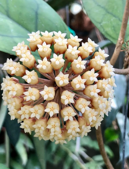 Hoya Viola 10 Pieces Seeds
