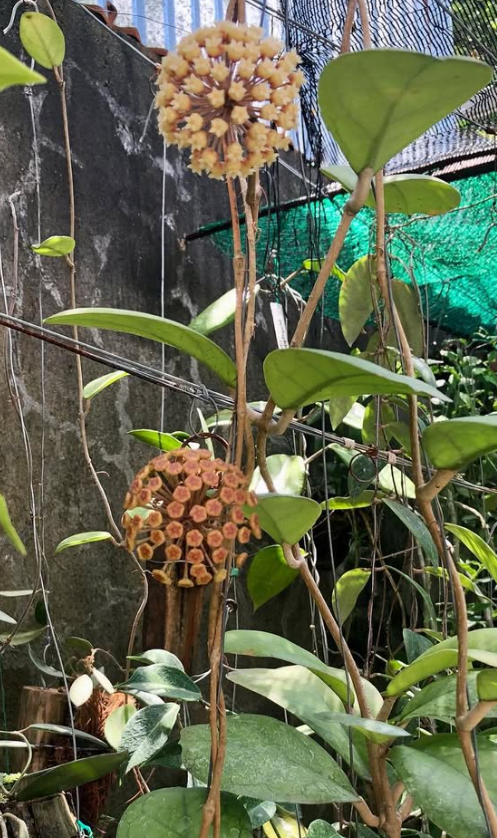 Hoya Viola 10 Pieces Seeds