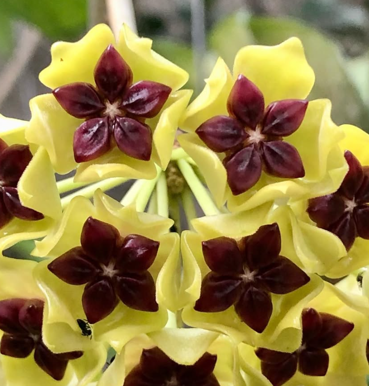 Hoya Cinnamomifolia 10 Pieces Seeds