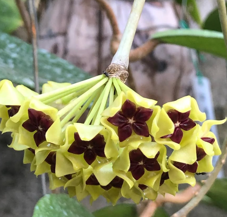 Hoya Cinnamomifolia 10 Pieces Seeds