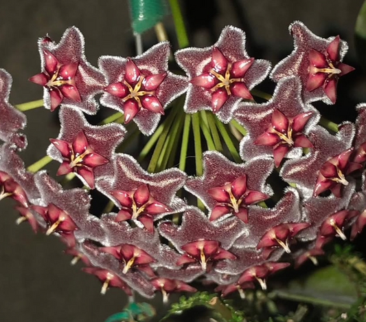 Hoya pubicalyx ‘Red Dragon’ 10 Pieces Seeds
