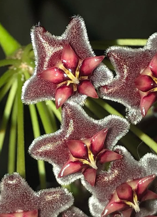 Hoya pubicalyx ‘Red Dragon’ 10 Pieces Seeds
