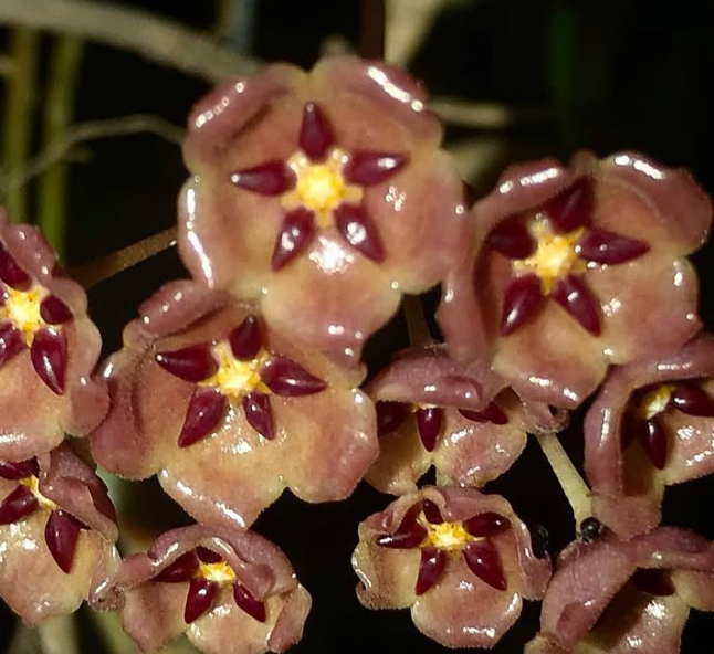 Hoya Blashernaezii ssp. Siariae Red 10 Pieces Seeds