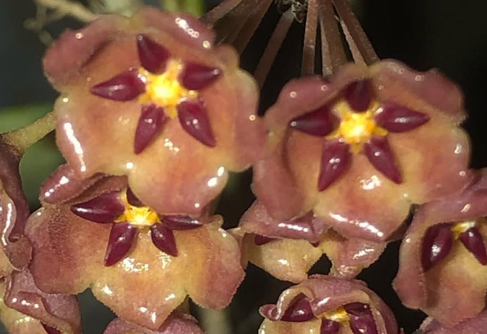 Hoya Blashernaezii ssp. Siariae Red 10 Pieces Seeds