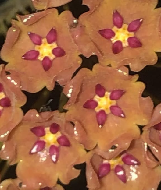 Hoya Blashernaezii ssp. Siariae Peach 10 Pieces Seeds