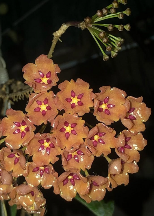 Hoya Blashernaezii ssp. Siariae Peach 10 Pieces Seeds