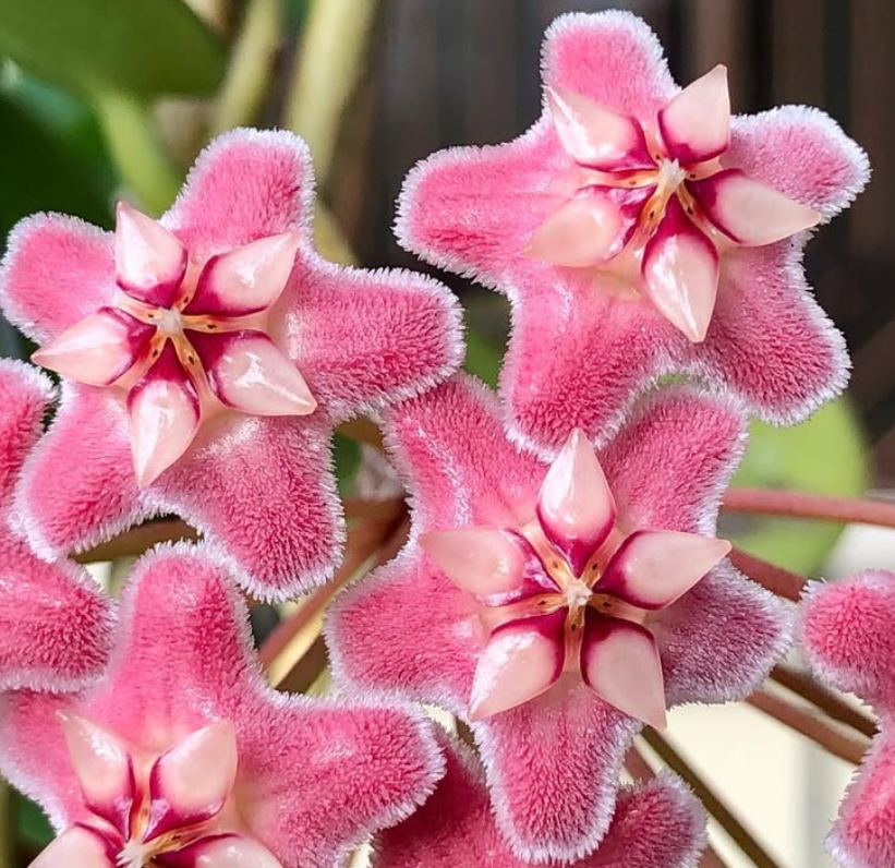 Hoya Pubicorolla ssp. Anthracina ‘Pink Stripes’ 10 Pieces Seeds