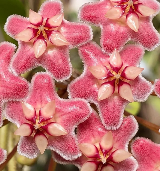 Hoya Pubicorolla ssp. Anthracina ‘Pink Stripes’ 10 Pieces Seeds