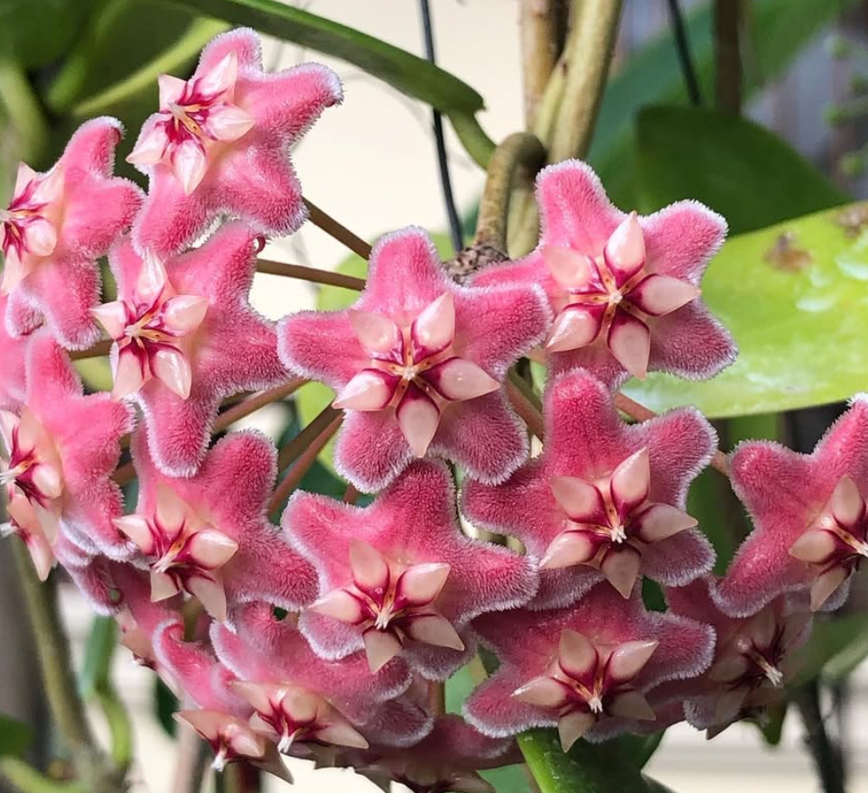 Hoya Pubicorolla ssp. Anthracina ‘Pink Stripes’ 10 Pieces Seeds
