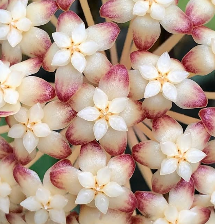 Hoya Juangguoana 10 Pieces Seeds