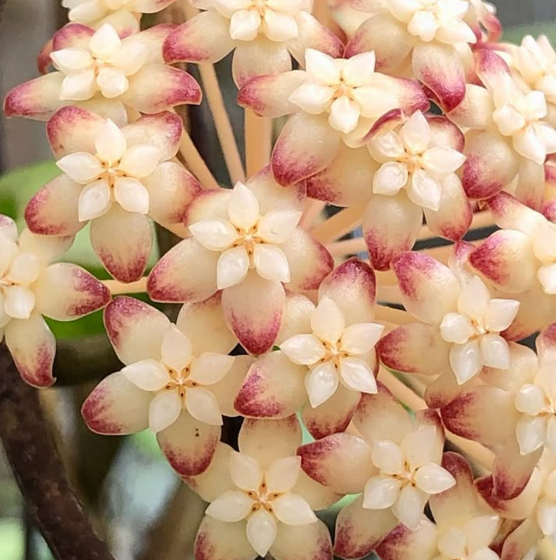 Hoya Juangguoana 10 Pieces Seeds