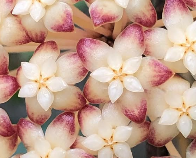 Hoya Juangguoana 10 Pieces Seeds