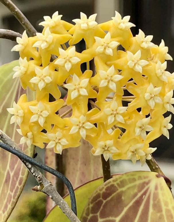 Hoya sp. aff. Fischeriana 10 Pieces Seeds