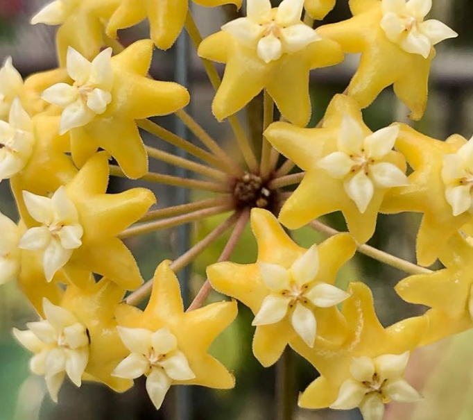 Hoya sp. aff. Fischeriana 10 Pieces Seeds