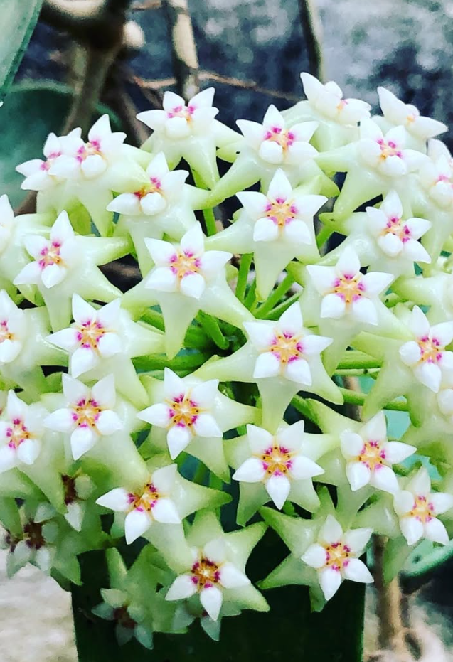 Hoya Parasitica 10 Pieces Seeds
