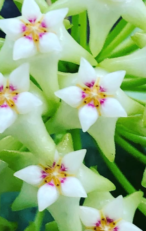 Hoya Parasitica 10 Pieces Seeds