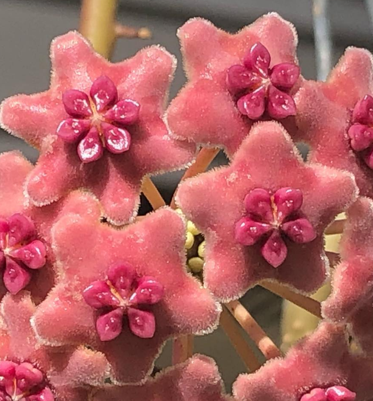 Hoya Diversifolia 10 Pieces Seeds