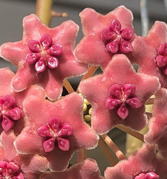 Hoya Diversifolia 10 Pieces Seeds