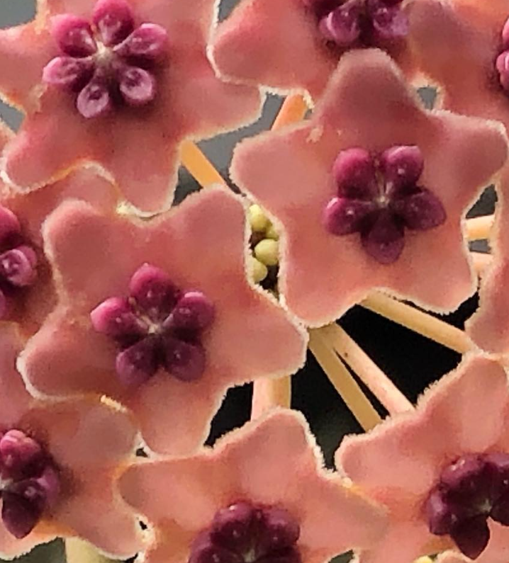 Hoya Diversifolia 10 Pieces Seeds