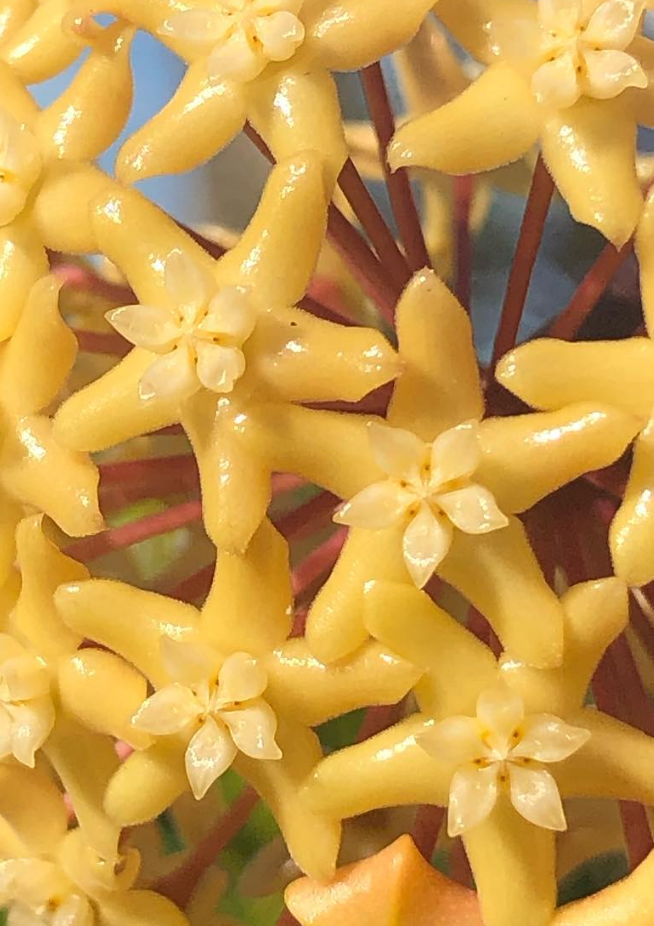 Hoya Merrillii 10 Pieces Seeds