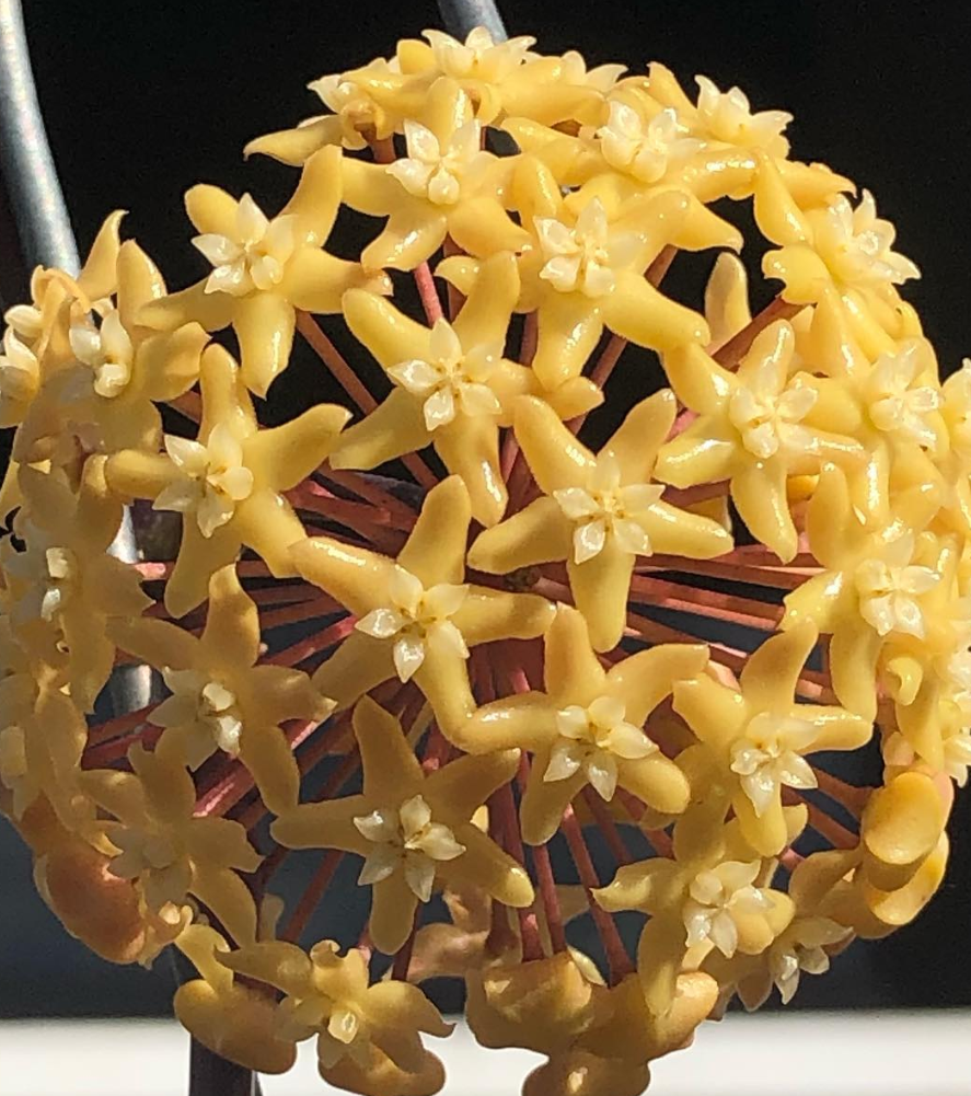 Hoya Merrillii 10 Pieces Seeds