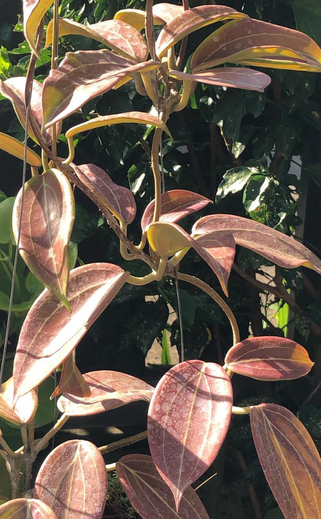 Hoya Merrillii 10 Pieces Seeds