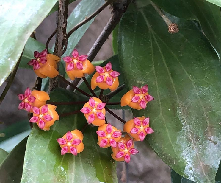 Hoya Soligamina 10 Pieces Seeds