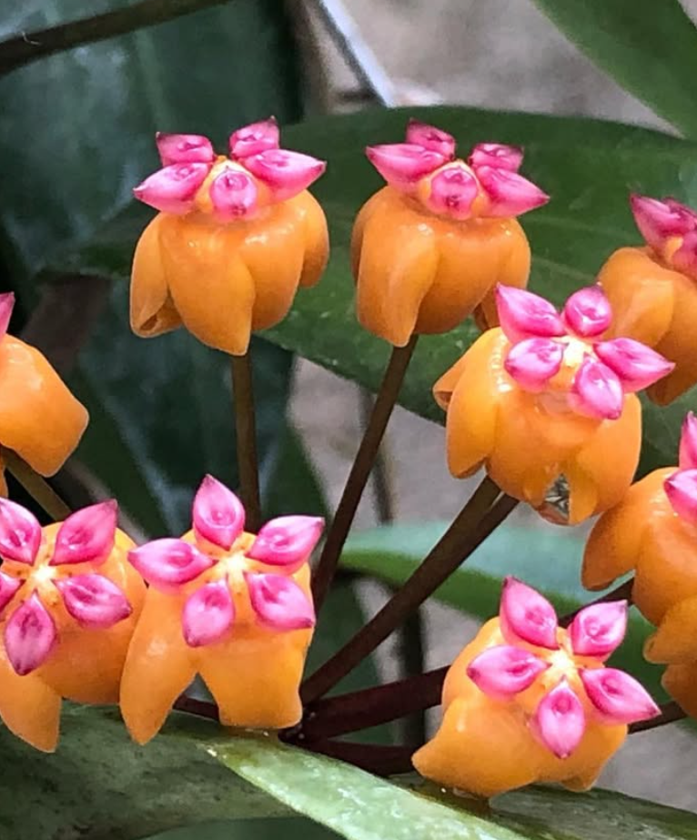 Hoya Soligamina 10 Pieces Seeds