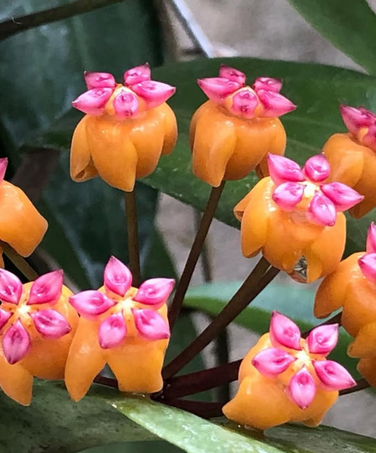 Hoya Soligamina 10 Pieces Seeds