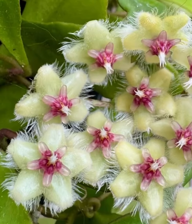 Hoya Soidaoensis 10 Pieces Seeds