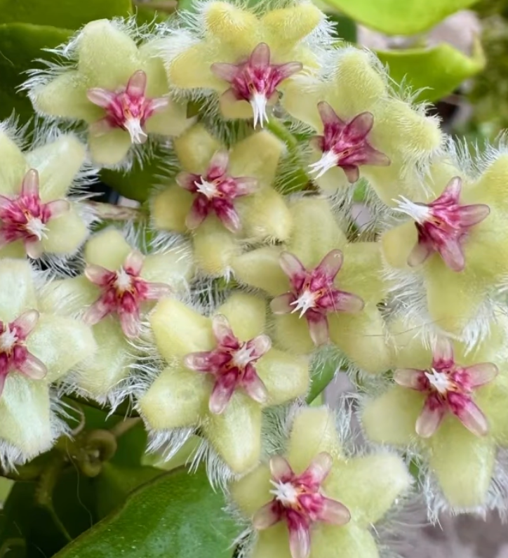 Hoya Soidaoensis 10 Pieces Seeds