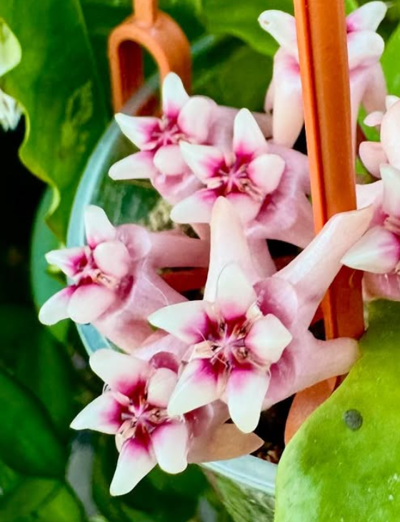 Hoya Darwinii (Pink) 10 Pieces Seeds