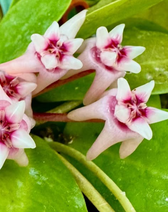 Hoya Darwinii (Pink) 10 Pieces Seeds